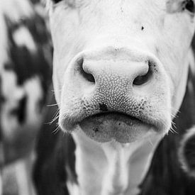 museau de vache sur Fotogreef