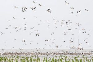 Shelducks über dem Wattenmeer