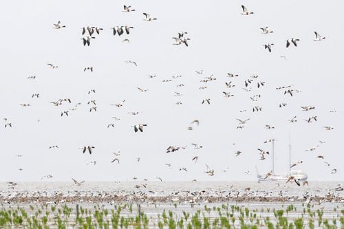 Bergeenden boven de Waddenzee