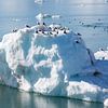 Oiseaux sur la banquise au Svalbard sur Gerald Lechner