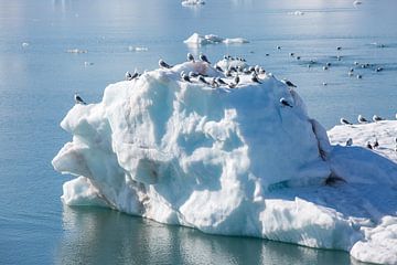 Vogels op een ijsschots bij Spitsbergen van Gerald Lechner