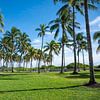 Tropical Palm trees in Miami by Nancy Pauwels Photo