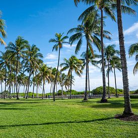 Tropische Palmen in Miami von Nancy Pauwels Photo