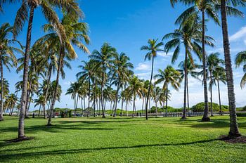 Tropische Palmen in Miami