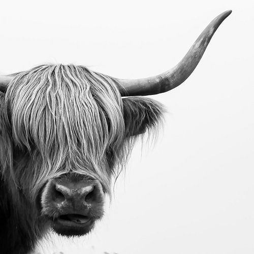 Schotse hooglander in Zwart-wit