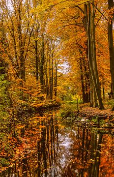 Theme:autumn, Scherpenzeel, The netherlands van Maarten Kost