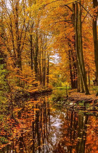 Theme:autumn, Scherpenzeel, The netherlands