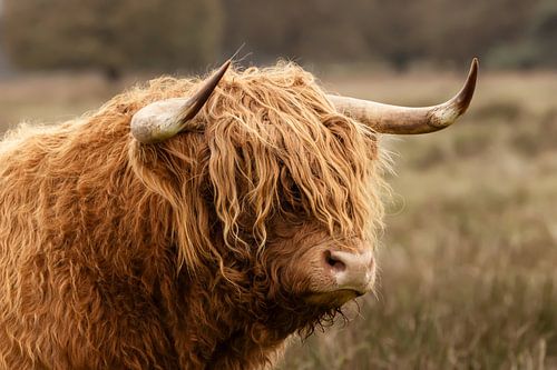 Tough head of a Scottish highlander