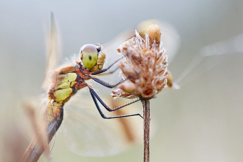 Bandheidelibel by Tjomme Fernhout