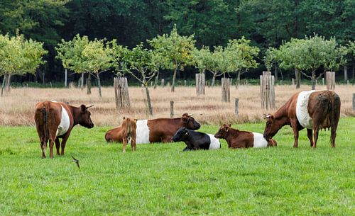 een kudde met lakenvelder koeien met bos op de achtergrond