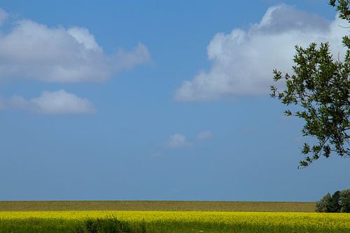 By de seedyk