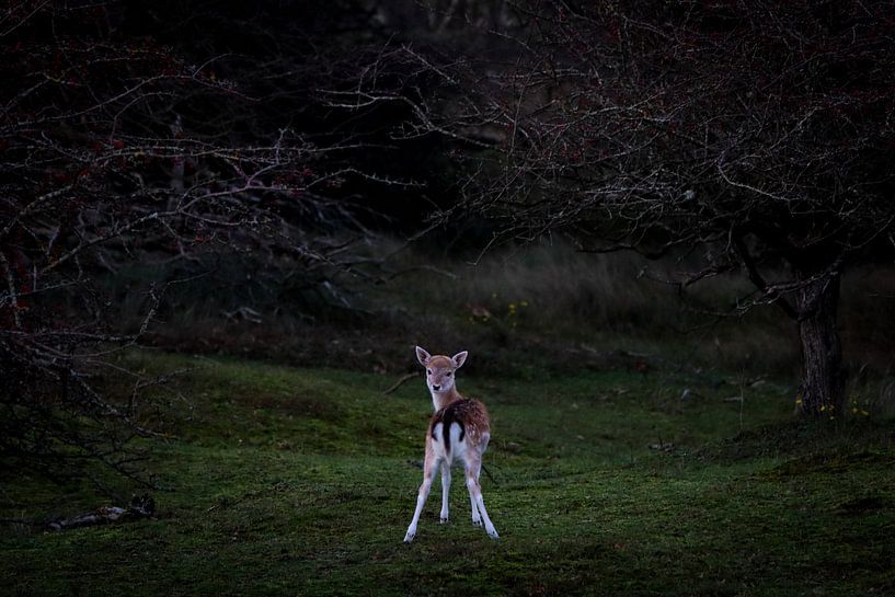 Deer Rear View by Valesca van Zwieten