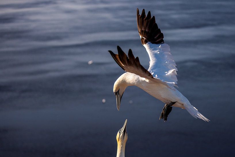 Gannets by Marco Kost