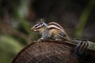 Eichhörnchen: Erdhörnchen auf Baumstamm von Marjolein van Middelkoop Miniaturansicht