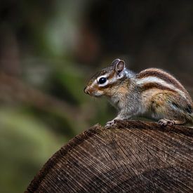 Eichhörnchen: Erdhörnchen auf Baumstamm von Marjolein van Middelkoop