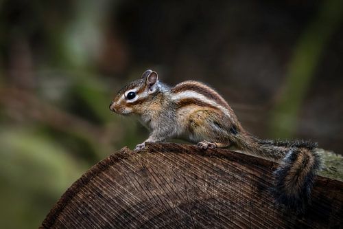 Squirrel: ground squirrel on tree trunk
