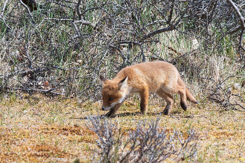 Junger Fuchs entdeckt die Welt von Merijn Loch