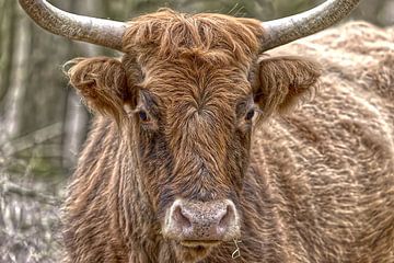 Oog in oog met de Tauros van Robert Jan Smit