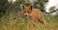 Foxes vulpes.
