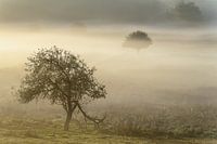 Bomen in grondmist.
