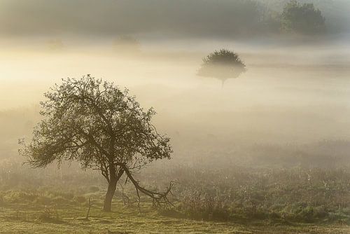 Bomen in grondmist. von Albert van Heugten