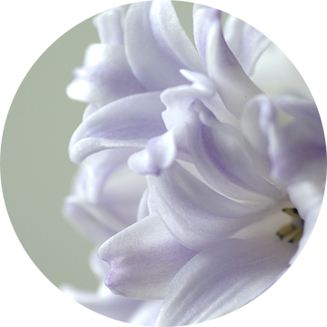 Tere hyacinth van Monique Dijkgraaf