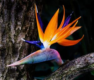 Strelitzia