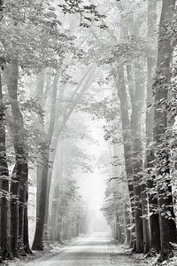 Behind the veil