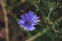 Paarse bloem