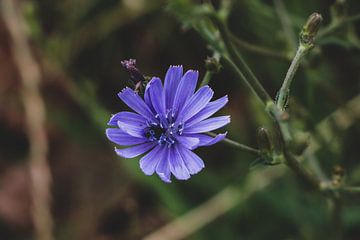 Paarse bloem