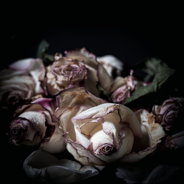 Still life 5 by Su The Dreamoffice Director