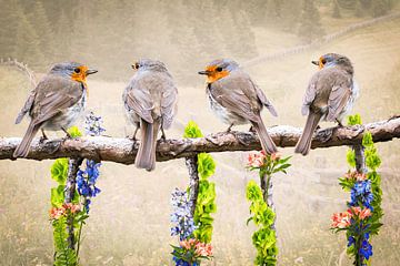 Robins by Klaartje Majoor