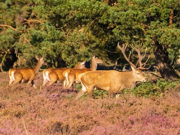 Famille de cerfs sur Merijn Loch