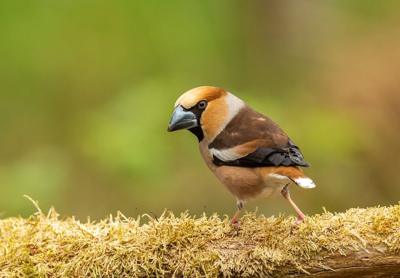 Apfelfink von Harry Punter