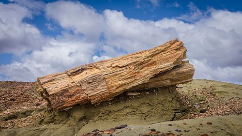Tronc d'arbre fossilisé dans le désert de Patagonie sur Chris Stenger