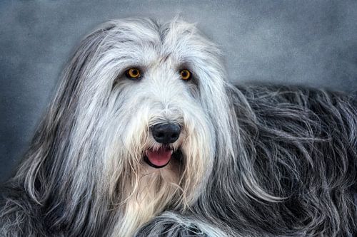 bearded collie
