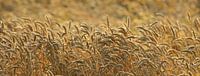 cornfield