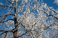 winter wonderland