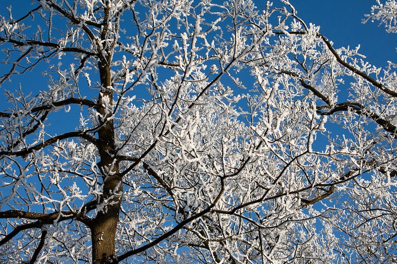 winter wonderland von Nico van Remmerden