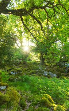 Killarney (Ireland) by Marcel Kerdijk
