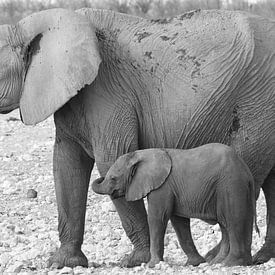 Elefant mit Kalb von Petervanderlecq