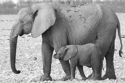 Elefant mit Kalb