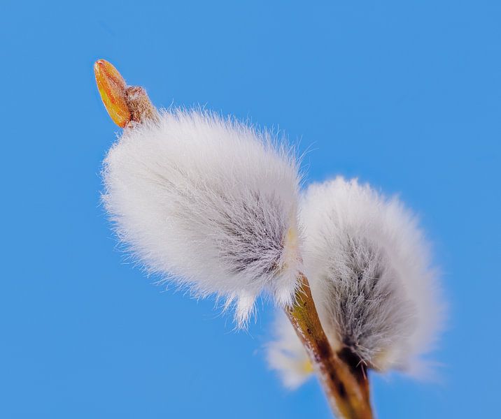 Macro de chatons de palmier par ManfredFotos