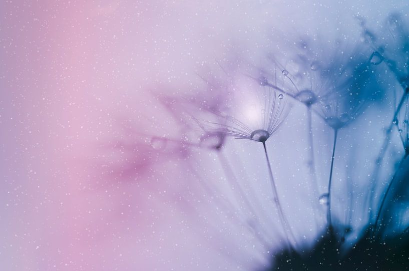 Dandelion fluff dream world by Hilde Remerie Photography and digital art