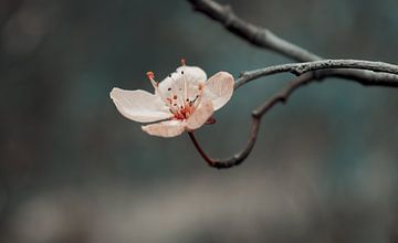 Gelassene Kirschblüte