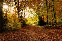 Bronze Forests in Limburg