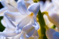 Le printemps recommence