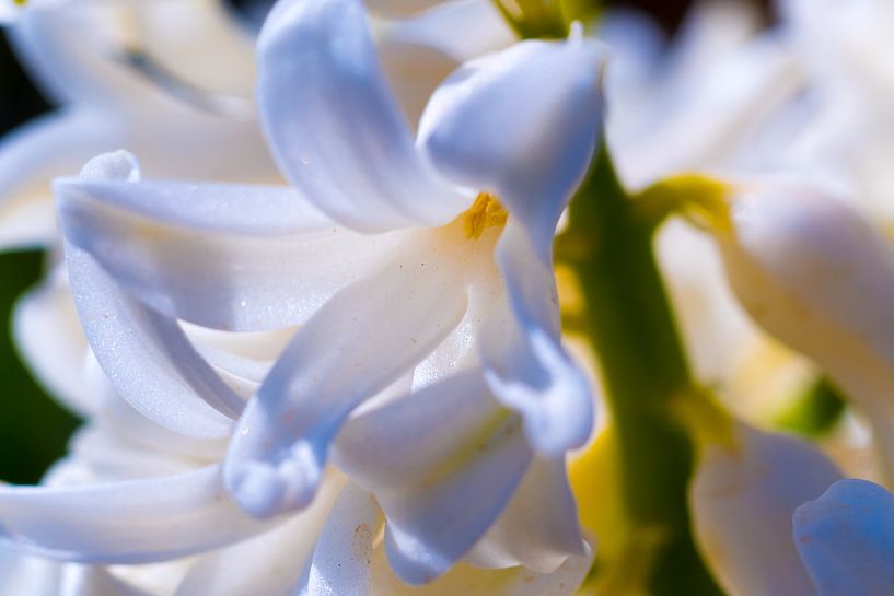Der Frühling beginnt wieder von Bram van den Berg