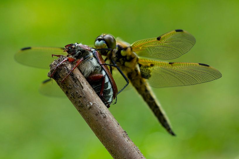 Insectlove van Martin Helmich