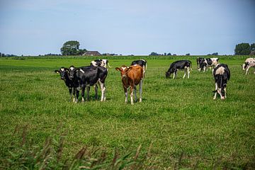 Koeienbende in Friesland van Jan Medema